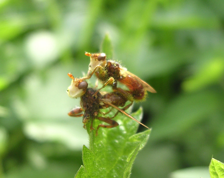 Moschette con la faccia buffa: Myopa buccata (Conopidae)